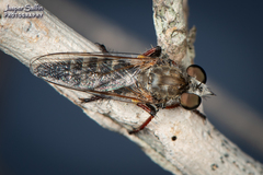 Asilidae