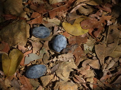 Beilschmiedia dalzellii
