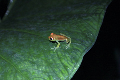Boana punctata