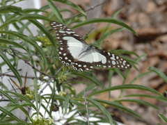 Graphium angolanus angolanus
