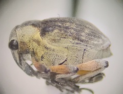 Phytobius leucogaster