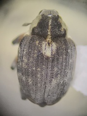 Phytobius leucogaster