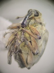 Phytobius leucogaster