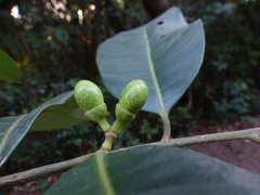 Litsea stocksii