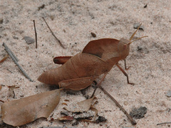 Lobosceliana