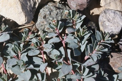 Euphorbia jejuna