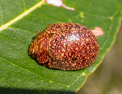 Paropsis lownei