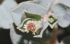 Euphorbia jejuna