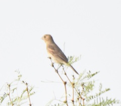 Passerina versicolor