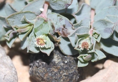 Euphorbia jejuna