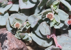 Euphorbia jejuna