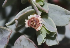 Euphorbia jejuna