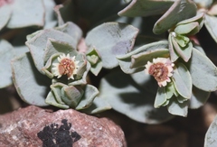 Euphorbia jejuna