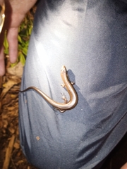 Scincella cherriei stuarti