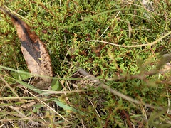 Cryptandra tomentosa