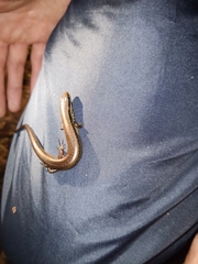 Scincella cherriei stuarti