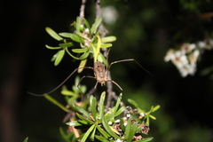 Phalangium opilio
