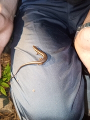 Scincella cherriei stuarti