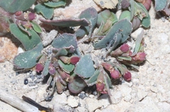 Euphorbia serrula