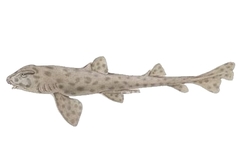 Galapagos Bullhead Shark photo 3