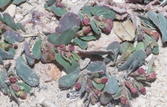 Euphorbia serrula