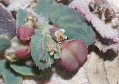 Euphorbia serrula