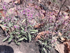 Tephrosia watsoniana