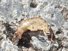 Talitroidea