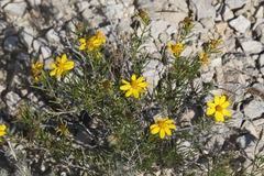 Thymophylla acerosa