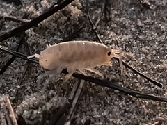 Megalorchestia corniculata