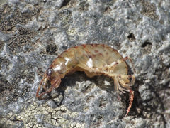 Talitroidea
