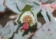 Euphorbia jejuna