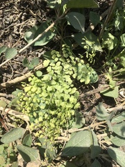 Adiantum subvolubile