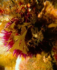 Heliocidaris erythrogramma