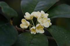 Osmanthus
