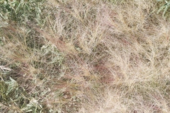 Scleropogon brevifolius