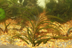 Potamogeton robbinsii