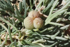 Peganum harmala
