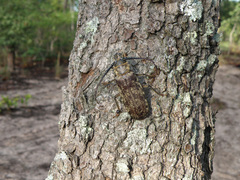 Tithoes frontalis