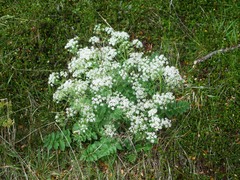 Gingidia montana
