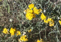 Psilostrophe tagetina