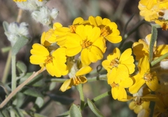 Psilostrophe tagetina