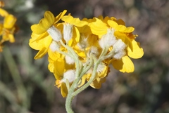 Psilostrophe tagetina