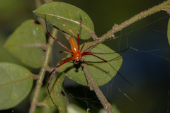 Nephila pilipes
