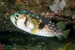 Dicotylichthys punctulatus