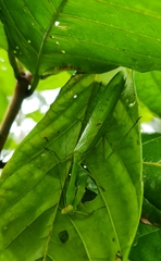 Stagmatoptera septentrionalis
