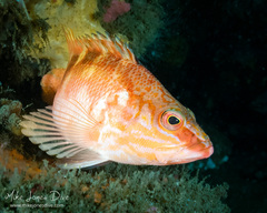 Hypoplectrodes maccullochi