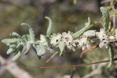 Buddleja scordioides