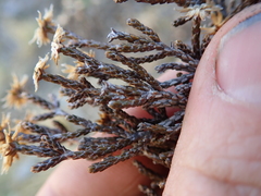 Helichrysum parvifolium