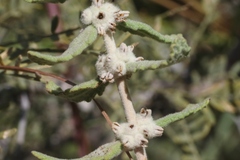 Buddleja scordioides
